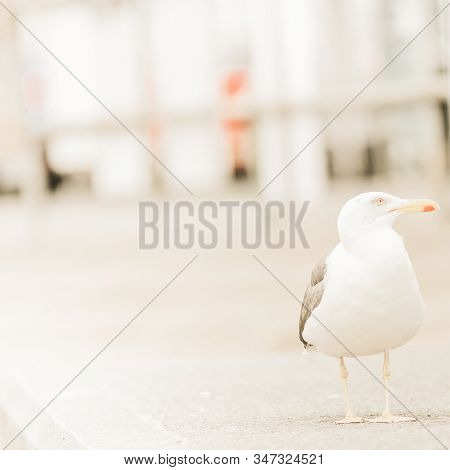 Seagull On The Street Of Ullapool, Scotland