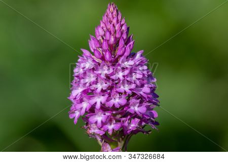 Close Up Of A Pyramid Orchid (anacamptis Pyramidalis) In Bloom