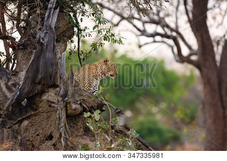 The African Leopard (panthera Pardus Pardus) Big Male In His Territory In The Last Evening Light. Bi