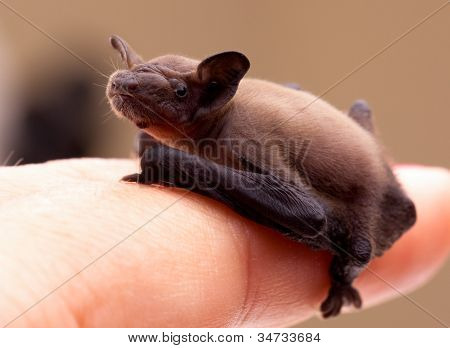 Bebê morcego (pipistrellus Pipistrellus)
