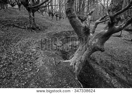 Otzarreta Beech Forest. Gorbea Natural Park. Spain.