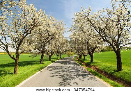 Road And Alley Of Flowering Cherry Trees In Latin Prunus Cerasus With Beautiful Sky. White Colored F