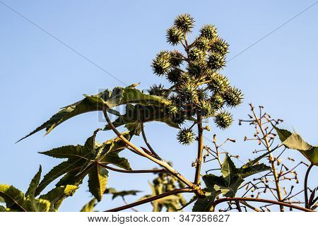 Castor Beans Plant On Field In Brazil
