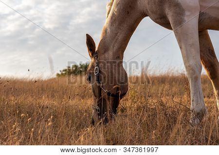 Beautiful Red Horse Grazing In A Meadow In Spring.