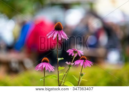 Closeup Of Fresh Purple Enchinacea And Pollen Blooming Against Green Lawn And Lens Flare In Backgrou