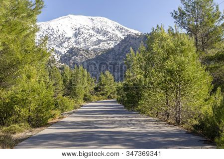 View Of A Rural, Narrow Road In A Mountain, Pine Forest With A View Of The Snow-capped Mountains In 