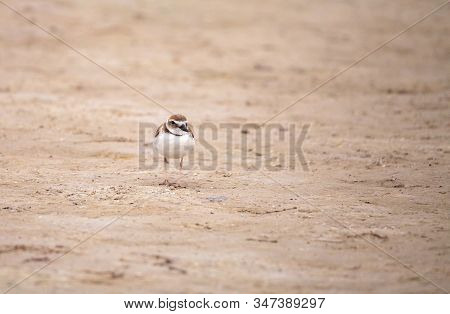 Wilsons Snipe Shorebird Charadrius Wilsonia Forages For Fiddler Crabs