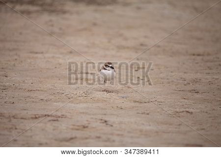 Wilsons Snipe Shorebird Charadrius Wilsonia Forages For Fiddler Crabs