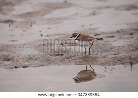 Wilsons Snipe Shorebird Charadrius Wilsonia Forages For Fiddler Crabs