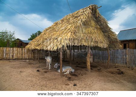 Cow in the farmyard of Minnanthu village, Burma.Myanmar. Asia.