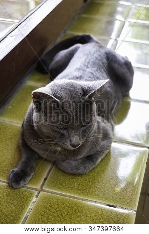 Local Thai Short Hair Gray Cat, Stock Photo