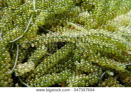 Green Caviar, a kind of seaweed is grown for food.