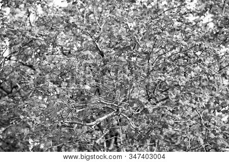 Fall Season Advertisement. Nature Beauty. Natural Colors. Autumn Branches. Autumn Red Leaves. Natura