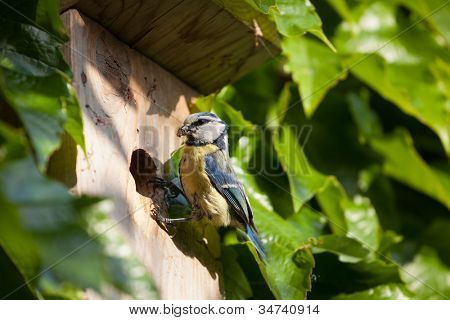 Sýkora modřinka (Parus caeruleus) hnízdící box