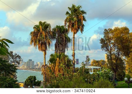 Palm trees on the hill 