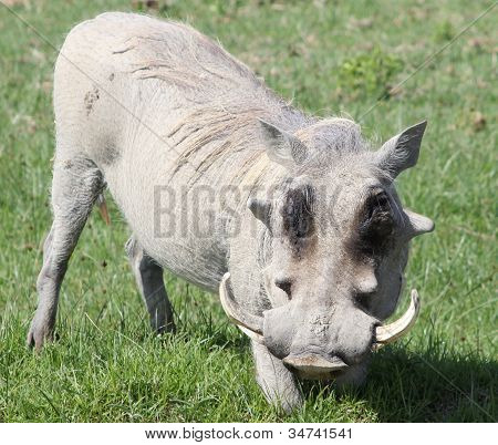 Warthog blanco sol