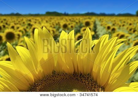 Cielo de girasoles