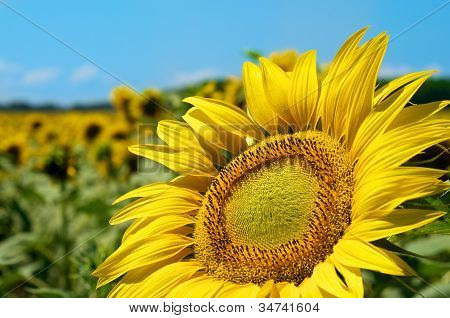 Cielo de girasoles