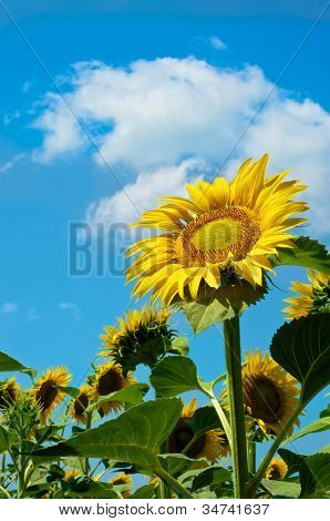 Cielo de girasoles
