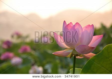 Blossom Lootuksenkukka