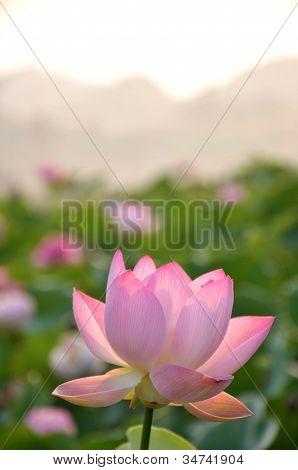 Blossom Lootuksenkukka