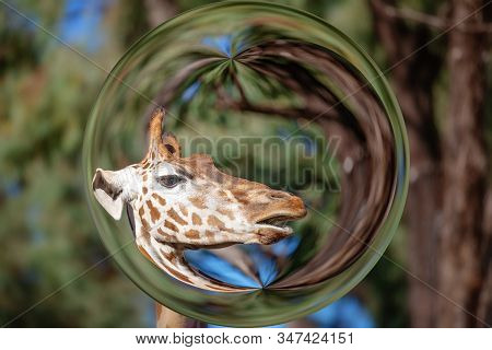 A Giraffe Captured Within A Round Lens Ball