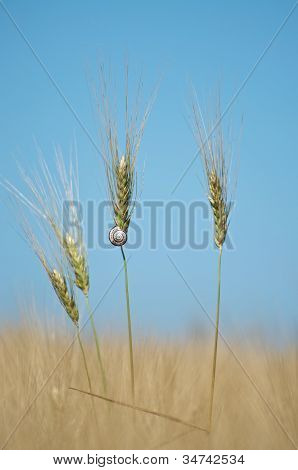 Wheat And Snail