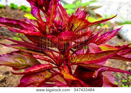 Blood Amaranth. Amaranthus Paniculatus In Garden. Nature.