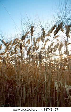 Wheat Sunset
