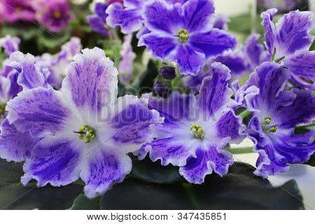 Beautiful Saintpaulia Or Uzumbar Violet. Pink Indoor Flowers Close-up. Natural Floral Background.