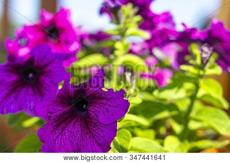 Two Blooming Purple Petunia (petun) In Summer Garden Close Up. , Violet Flowers With For The Cover, 