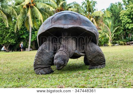 Aldabra Giant Tortoise, Curieuse Marine National Park, Curieuse Island, Seychelles
