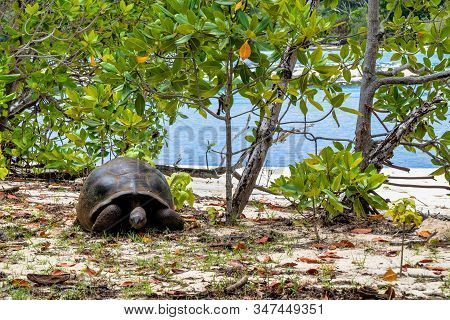 Aldabra Giant Tortoise, Curieuse Marine National Park, Curieuse Island, Seychelles