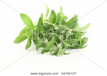 Stevia bílé květy