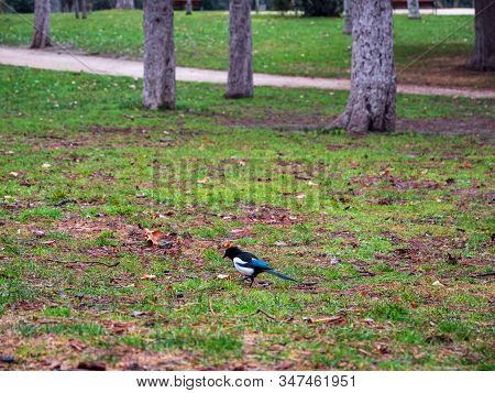 Ducks And Birds Populate The Parks Of The City Of Madrid