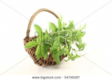Zelený Stevia