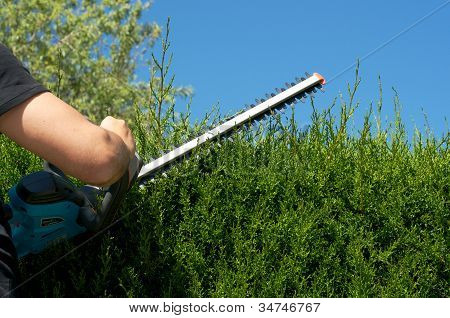 Cut Hedge