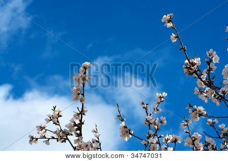 Almond Branches
