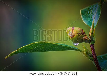 Drop And Flower In A Rainy Day