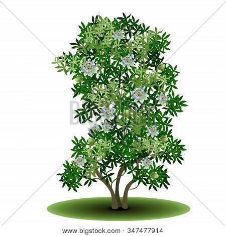 Detached Tree Passionflower With Green Leaves And Flowers On A White Background