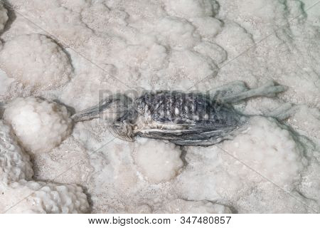 A Dead Bird In The Dead Sea. Salted Mummy. Dirty Water In The Dead Sea.