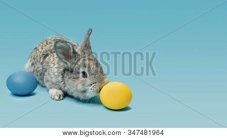 Egg Hunt Is Coming. Adorable Easter Bunny Near By Painted Eggs Isolated On Blue Studio Background, F