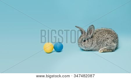 Egg Hunt Is Coming. Adorable Easter Bunny Near By Painted Eggs Isolated On Blue Studio Background, F