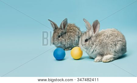 Egg Hunt Is Coming. Adorable Easter Bunnies Near By Painted Eggs Isolated On Blue Studio Background,