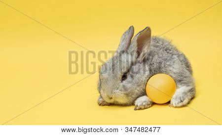 Egg Hunt Is Coming. Adorable Easter Bunny Near By Painted Eggs Isolated On Yellow Studio Background,