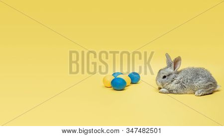 Egg Hunt Is Coming. Adorable Easter Bunny Near By Painted Eggs Isolated On Yellow Studio Background,
