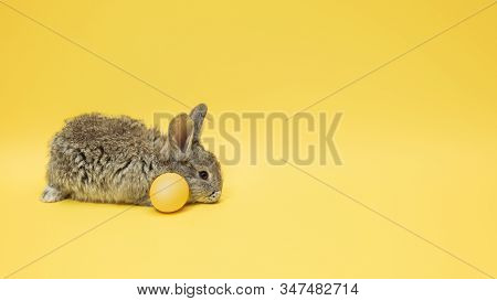 Egg Hunt Is Coming. Adorable Easter Bunny Near By Painted Eggs Isolated On Yellow Studio Background,