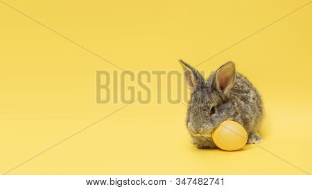 Egg Hunt Is Coming. Adorable Easter Bunny Near By Painted Eggs Isolated On Yellow Studio Background,