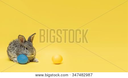 Egg Hunt Is Coming. Adorable Easter Bunny Near By Painted Eggs Isolated On Yellow Studio Background,