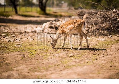 Cute Spotted Fallow Deer Is Ruminant Mammal Belonging To The Family Cervidae.